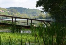 Fraudulent Naturalization Claims