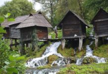 Homage of the State Dignitaries